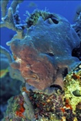 Rundflecken-Anglerfisch (Antennarius pictus) im indischen Ozean (Malediven)