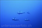 Ein Rudel Hundezahn Thunfische (Gymnosarda unicolor) im Blauwasser  (Ari Atoll, Malediven, Indischer Ozean) - Dogtooth Tuna (Ari Atol, Maldives, Indian Ocean)