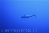 Ein Hundezahn Thunfisch (Gymnosarda unicolor) im Blauwasser  (Ari Atoll, Malediven, Indischer Ozean) - Dogtooth Tuna (Ari Atol, Maldives, Indian Ocean)