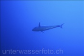 Ein Hundezahn Thunfisch (Gymnosarda unicolor) im Blauwasser  (Ari Atoll, Malediven, Indischer Ozean) - Dogtooth Tuna (Ari Atol, Maldives, Indian Ocean)