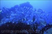 Ein Schwarm mit Orangetupfen Süsslippen (Plectorhinchus flavomaculatus), (Ari Atoll, Malediven, Indischer Ozean) - Finspot Soldierfish / Squirrelfish (Ari Atoll, Maldives, Indian Ocean)