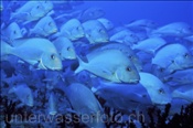 Ein Schwarm mit Orangetupfen Süsslippen (Plectorhinchus flavomaculatus), (Ari Atoll, Malediven, Indischer Ozean) - Finspot Soldierfish / Squirrelfish (Ari Atoll, Maldives, Indian Ocean)