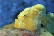 Ein Rundflecken Anglerfisch (Antennarius pictus) lauert im Riff auf seine Beute (Ari Atoll, Malediven, Indischer Ozean) - Painted Frogfish (Ari Atol, Maldives, Indian Ocean)