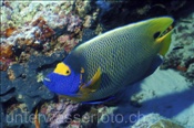 Der Blaumasken Kaiserfisch (Pomacanthus xanthometopon) hat eine plakative Färbung, (Ari Atoll, Malediven, Indischer Ozean) - Yellowface Angelfish / Blueface Angelfish (Ari Atol, Maldives, Indian Ocean)