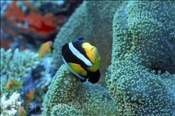 Der Clarks Anemonenfisch (Myripristis melanosticta) ist eine weit verbreitete Anemonenfischart, (Ari Atoll, Malediven, Indischer Ozean) - Yellowtail Clownfisch / Clarks Clownfish (Ari Atol, Maldives, Indian Ocean)