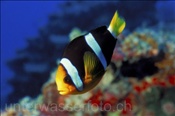 Der Clarks Anemonenfisch (Myripristis melanosticta) ist eine weit verbreitete Anemonenfischart, (Ari Atoll, Malediven, Indischer Ozean) - Yellowtail Clownfisch / Clarks Clownfish (Ari Atol, Maldives, Indian Ocean)