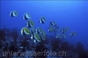 Ein Schwarm mit Masken Wimpelfischen (Heniochus monoceros) am Aussenriff des Atolls, (Ari Atoll, Malediven, Indischer Ozean) - Masked Bannerfish (Ari Atol, Maldives, Indian Ocean)