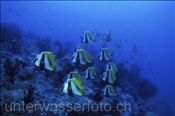 Ein Schwarm mit Masken Wimpelfischen (Heniochus monoceros) am Aussenriff des Atolls, (Ari Atoll, Malediven, Indischer Ozean) - Masked Bannerfish (Ari Atol, Maldives, Indian Ocean)