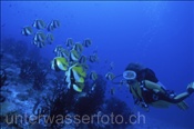 Taucherin mit einem Schwarm Masken Wimpelfische (Heniochus monoceros) am Aussenriff des Atolls, (Ari Atoll, Malediven, Indischer Ozean) - Scubadiver and Masked Bannerfish (Ari Atol, Maldives, Indian Ocean)