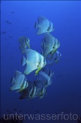 Ein Schwarm mit Langflossen Fledermausfischen (Platax teira), (Ari Atoll, Malediven, Indischer Ozean) - Longfin Batfish (Ari Atoll, Maldives, Indian Ocean)