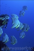 Taucherin mit einem Schwarm Langflossen Fledermausfischen (Platax teira), (Ari Atoll, Malediven, Indischer Ozean) - Longfin Batfish (Ari Atoll, Maldives, Indian Ocean)