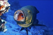 Ein Gelbkopf Schnapper (Macolor macularis) lässt sich mit offenem Maul von zwei Putzerfischen (Labroides dimidatus) behandeln (Ari Atoll, Malediven, Indischer Ozean) - Midnight Snapper and Cleaner Wrasse (Ari Atol, Maldives, Indian Ocean)