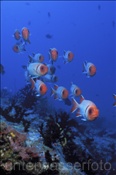 Ein Schwarm von Silbernen Soldatenfischen (Myripristis melanosticta), (Ari Atoll, Malediven, Indischer Ozean) - Finspot Soldierfish / Squirrelfish (Ari Atol, Maldives, Indian Ocean)