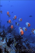 Ein Schwarm von Silbernen Soldatenfischen (Myripristis melanosticta), (Ari Atoll, Malediven, Indischer Ozean) - Finspot Soldierfish / Squirrelfish (Ari Atol, Maldives, Indian Ocean)