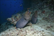 Zwei Riesenmuränen (Gymnothorax javanicus) am Hausriff der Insel Elaidhoo (Malediven, Indischer Ozean) - Giant Morays (Maldives, Indian Ocean)