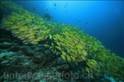 Ein Schwarm Blaustreifen Schnapper (Lutjanus kasmira) am Hausriff von Elaidhoo, (Ari Atoll, Malediven, Indischer Ozean) - Bluestripe Snappers (Ari Atol, Maldives, Indian Ocean)
