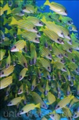 Ein Schwarm Blaustreifen Schnapper (Lutjanus kasmira) am Hausriff von Elaidhoo, (Ari Atoll, Malediven, Indischer Ozean) - Bluestripe Snappers (Ari Atol, Maldives, Indian Ocean)