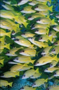 Blaustreifen Schnapper (Lutjanus kasmira), (Ari Atoll, Malediven, Indischer Ozean) - Bluestripe Snappers (Ari Atol, Maldives, Indian Ocean)