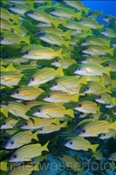 Blaustreifen Schnapper (Lutjanus kasmira), (Ari Atoll, Malediven, Indischer Ozean) - Bluestripe Snappers (Ari Atol, Maldives, Indian Ocean)