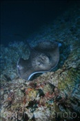 Ein Schwarzpunkt Stechrochen (Taeniura meyeni) auf Beutesuche am Korallenriff (Ari Atoll, Malediven, Indischer Ozean) - Blotched Stingray (Ari Atol, Maldives, Indian Ocean)