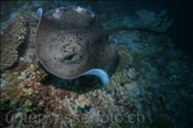 Ein Schwarzpunkt Stechrochen (Taeniura meyeni) auf Beutesuche im Korallenriff (Ari Atoll, Malediven, Indischer Ozean) - Blotched Stingray (Ari Atol, Maldives, Indian Ocean)