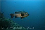 Gelbkopf Schnapper (Macolor macularis) am Riff (Ari Atoll, Malediven, Indischer Ozean) - Midnight Snapper (Ari Atol, Maldives, Indian Ocean)