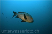 Gelbkopf Schnapper (Macolor macularis) im Freiwasser (Ari Atoll, Malediven, Indischer Ozean) - Midnight Snapper (Ari Atol, Maldives, Indian Ocean)