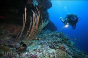 Taucherin erkundet farbenfrohes Korallenriff (Malediven, Indischer Ozean) , Scubadiver and Coral Reef (Maldives, Indian Ocean)