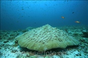 Eine Porenkoralle (Porites lobata) wächst auf Riffdach (Malediven, Indischer Ozean) - Lobe Coral  (Maldives, Indian Ocean)