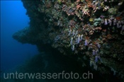 Farbenfrohes Korallenriff (Malediven, Indischer Ozean) , Colourful Coral Reef (Maldives, Indian Ocean)