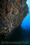 Farbenfrohes Korallenriff (Malediven, Indischer Ozean) , Colourful Coral Reef (Maldives, Indian Ocean)