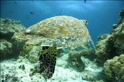 Eine Echte Karettschildkröte (Eretmochelys imbricata) durchschwimmt ein Korallenriff (Malediven, Indischer Ozean) - Hawksbill Sea Turtle (Maldives, Indian Ocean)