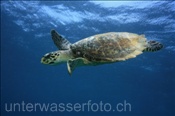 Eine Echte Karettschildkröte (Eretmochelys imbricata) taucht nach dem Luftholen wieder ab (Malediven, Indischer Ozean) - Hawksbill Sea Turtle (Maldives, Indian Ocean)