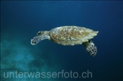 Eine Echte Karettschildkröte (Ertemochelys imbricata) taucht nach dem Luftholen wieder ab (Malediven, Indischer Ozean) - Hawksbill Sea Turtle (Maldives, Indian Ocean)