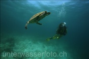 Taucherin begegnet einer Echten Karettschildkröte (Eretmochelys imbricata), (Malediven, Indischer Ozean) - scuba diver and Hawksbill Sea Turtle (Maldives, Indian Ocean)