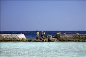 Wiederaufbau der zerstörten Schutzmauer der Malediveninsel Elaidhoo (Ari-Atoll, Malediven, Indischer Ozean) - Rebuilding of the Protection-Wall of the Island Elaidhoo (Ari-Atoll, Maldives, Indian Ocean)