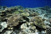 Das Hausriff der Malediveninsel Elaidhoo hat sich wieder vollständig von den Zerstörungen durch den El Nino von 1998 erholt (Elaidhoo, Ari-Atoll, Malediven, Indischer Ozean) - Coral reef of the maldivian island Elaidhoo  (Elaidhoo, Ari-Atoll; Maldives, Indian Ocean)