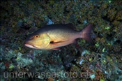 Doppelfleck Schnapper (Lutjanus bohar) am Riff (Ari Atoll, Malediven, Indischer Ozean) - Twinspot Snapper / Two-spot Snapper / Red Bass (Ari Atol, Maldives, Indian Ocean)