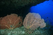 Riesenfächergorgonien (Annella mollis) in einer Riffspalte (Ari-Atoll, Malediven, Indischer Ozean) - Giant Fan Corals (Ari-Atoll, Maldives, Indian Ocean)