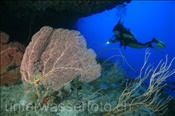 Taucherin mit Fächergorgonien (Annella mollis) in einer Riffspalte (Malediven, Indischer Ozean) - Scuba Diver and Fan Coral (Maldives, Indian Ocean)