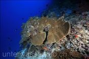 Die Krusten-Tellerkoralle (Podabacia crustacea) wächst normalerweise tellerförmig (Ari Atoll, Malediven, Indischer Ozean)  - Bracket Coral (Ari Atol, Maldives, Indian Ocean)
