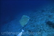 Ein Rosa Stechrochen (Triaenodon obesus) lässt sich am Riffabhang hinuntergleiten (Ari Atoll, Malediven, Indischer Ozean) - Whitetip Reef Sharks  (Ari Atol, Maldives, Indian Ocean)