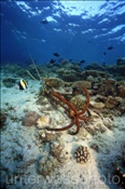 Ein Schiff ankert im Korallenriff (Ari Atoll, Malediven, Indischer Ozean) - Ship anchors in the reef (Ari Atol, Maldives, Indian Ocean)