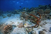 Ein Schiff ankert im Korallenriff (Ari Atoll, Malediven, Indischer Ozean) - Ship anchors in the reef (Ari Atol, Maldives, Indian Ocean)