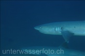 Weissspitzen Riffhaie (Triaenodon obesus) schwimmen im Freiwasser  (Ari Atoll, Malediven, Indischer Ozean) - Whitetip Reef Sharks  (Ari Atol, Maldives, Indian Ocean)