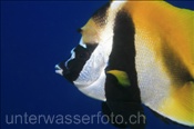 Masken Wimpelfisch (Heniochus monoceros) im Freiwasser (Ari Atoll, Malediven, Indischer Ozean) - Masked Bannerfish (Ari Atol, Maldives, Indian Ocean)