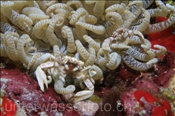 Zwei Anemonenkrebse (Neopetrolisthes sp.) in einer Anemone (Ari Atoll, Malediven, Indischer Ozean) - Porcelain Crabs (Ari Atol, Maldives, Indian Ocean)