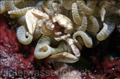 Anemonenkrebs (Neopetrolisthes sp.) in einer Anemone (Ari Atoll, Malediven, Indischer Ozean) - Porcelain Crab (Ari Atol, Maldives, Indian Ocean)
