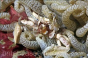 Anemonenkrebs (Neopetrolisthes sp.) filtriert Plankton aus dem Wasser (Ari Atoll, Malediven, Indischer Ozean) - Porcelain Crab (Ari Atol, Maldives, Indian Ocean)