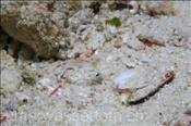 Die Rotscheren Partnergarnele (Periclimenes tenuipes) besitzt einen fast vollständig transparenten Körper (Ari Atoll, Malediven, Indischer Ozean) - Ghost Shrimp (Ari Atol, Maldives, Indian Ocean)